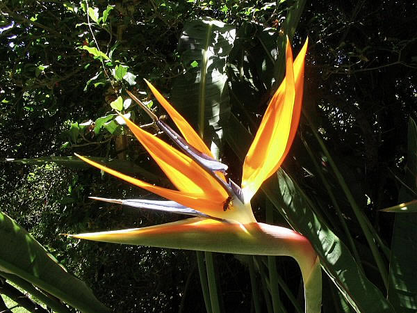 bloem